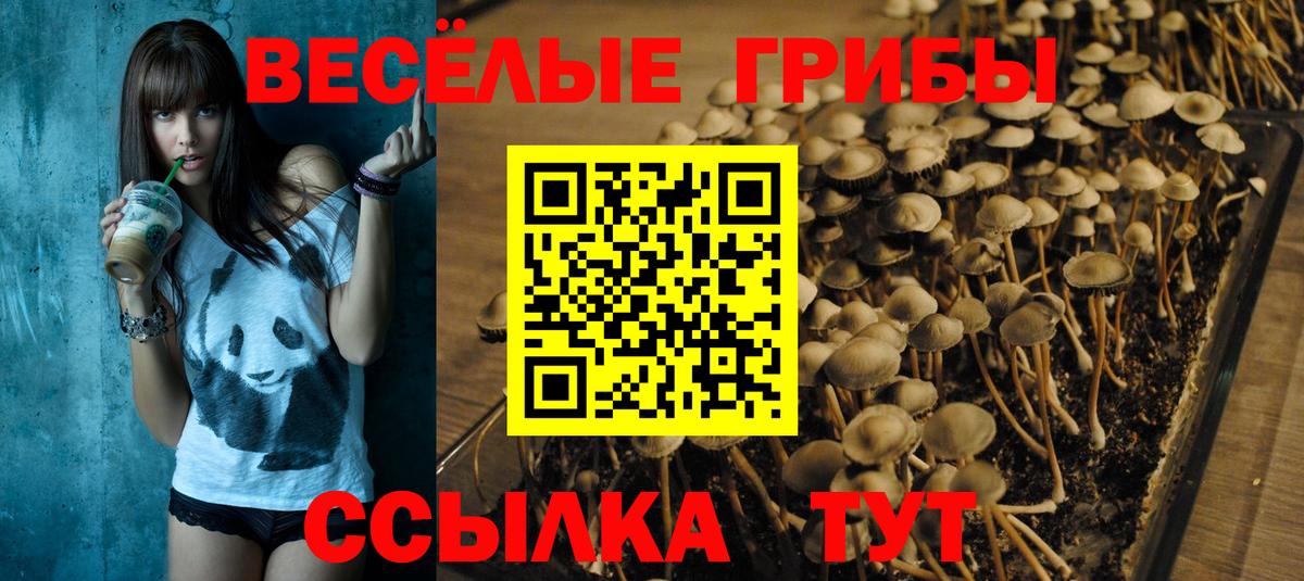 Псилоцибиновые грибы Psilocybine cubensis Красногорск